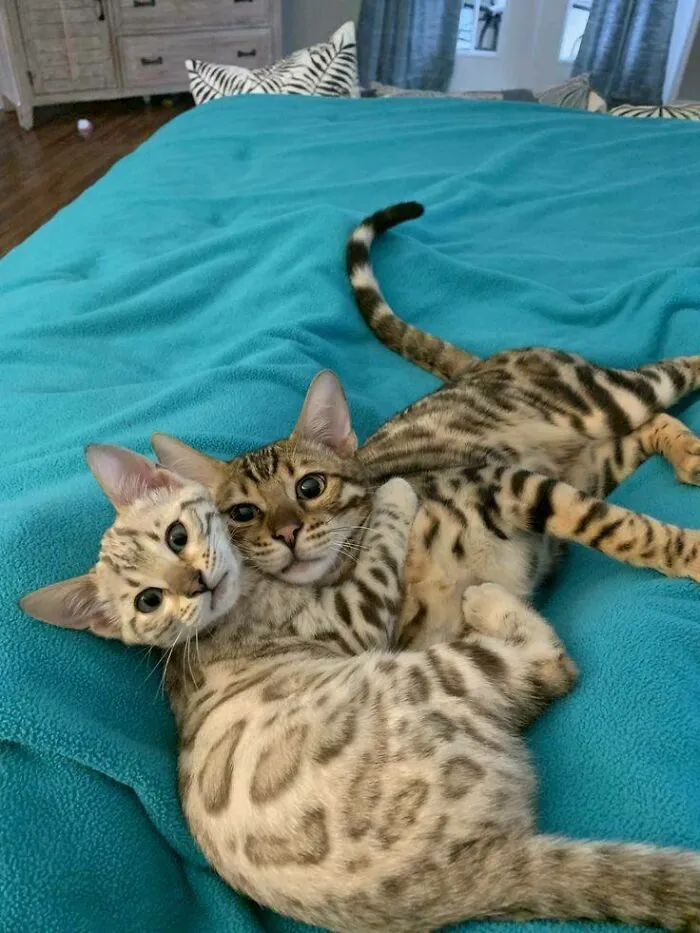Congratulations, We Have A New Addition. Her Name Is Katie And His Name Is Chester