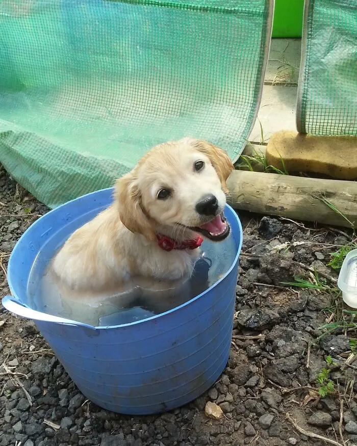 Baby Bella Cooling Down On A Hot Day