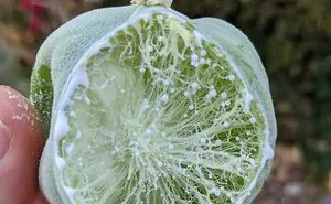 50 Astonishing Plants That Seem Straight Out Of Science Fiction