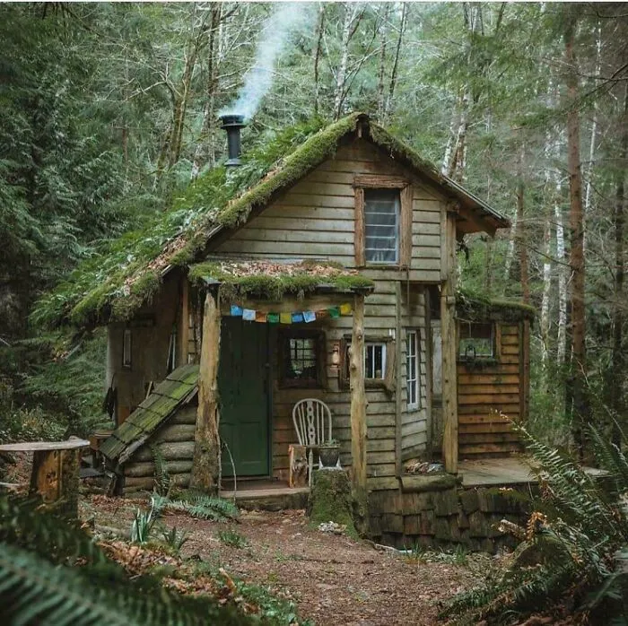 To Live Amongst The Animals Of The Forest