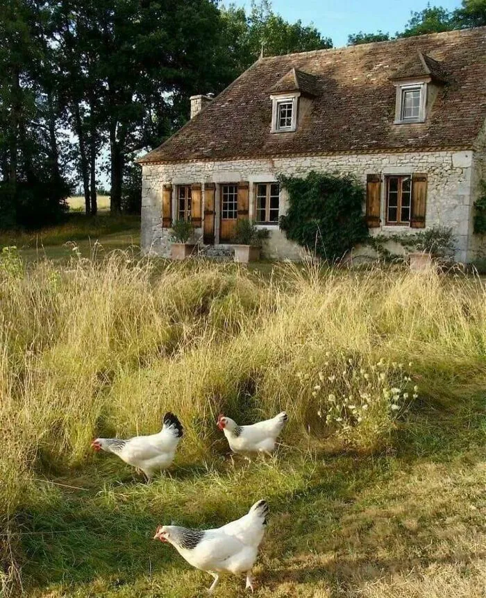 Imagine Feeding Your Little Chickens As You Enjoy Your Morning Coffee