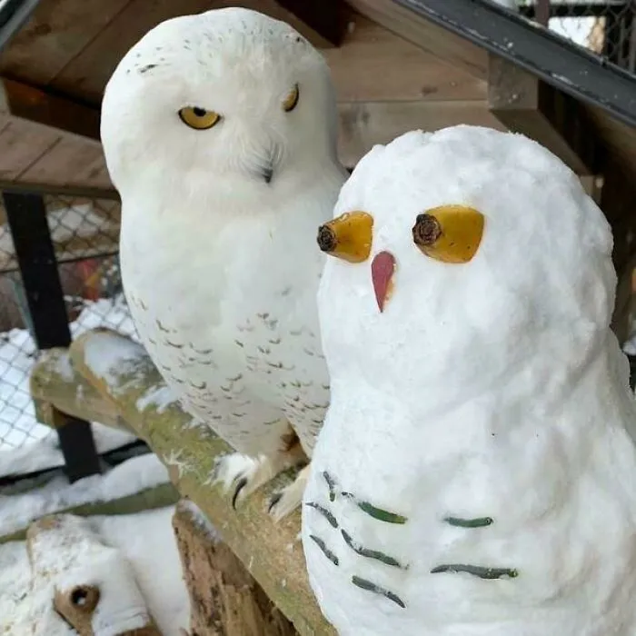 A Snowy Owl And An Owl Made Of Snow