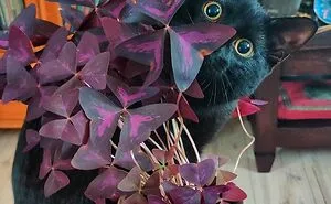 50 Astonishing Plants That Seem Straight Out Of Science Fiction
