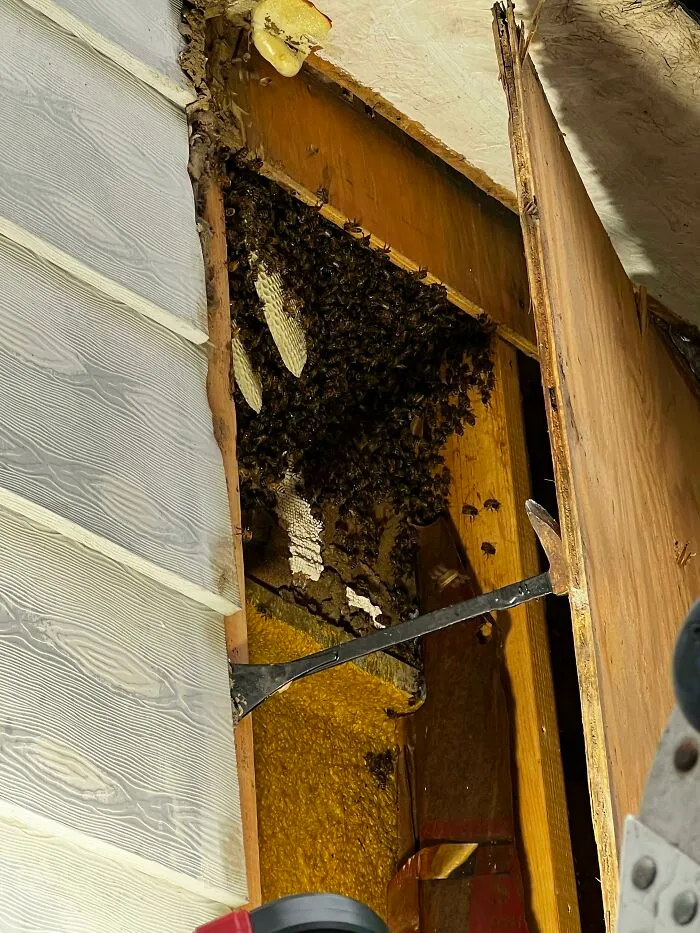 Estas abejas estaban construyendo una colmena nueva en un costado de mi casa. Hay un especialista llevándoselas