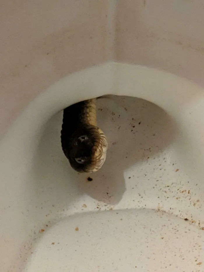 No sé cómo, pero hay una culebra acuática viviendo en mi retrete
