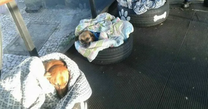 Estación de autobuses en Brasil  acoge a perros callejeros y les hace camas para protegerlos del frío en invierno