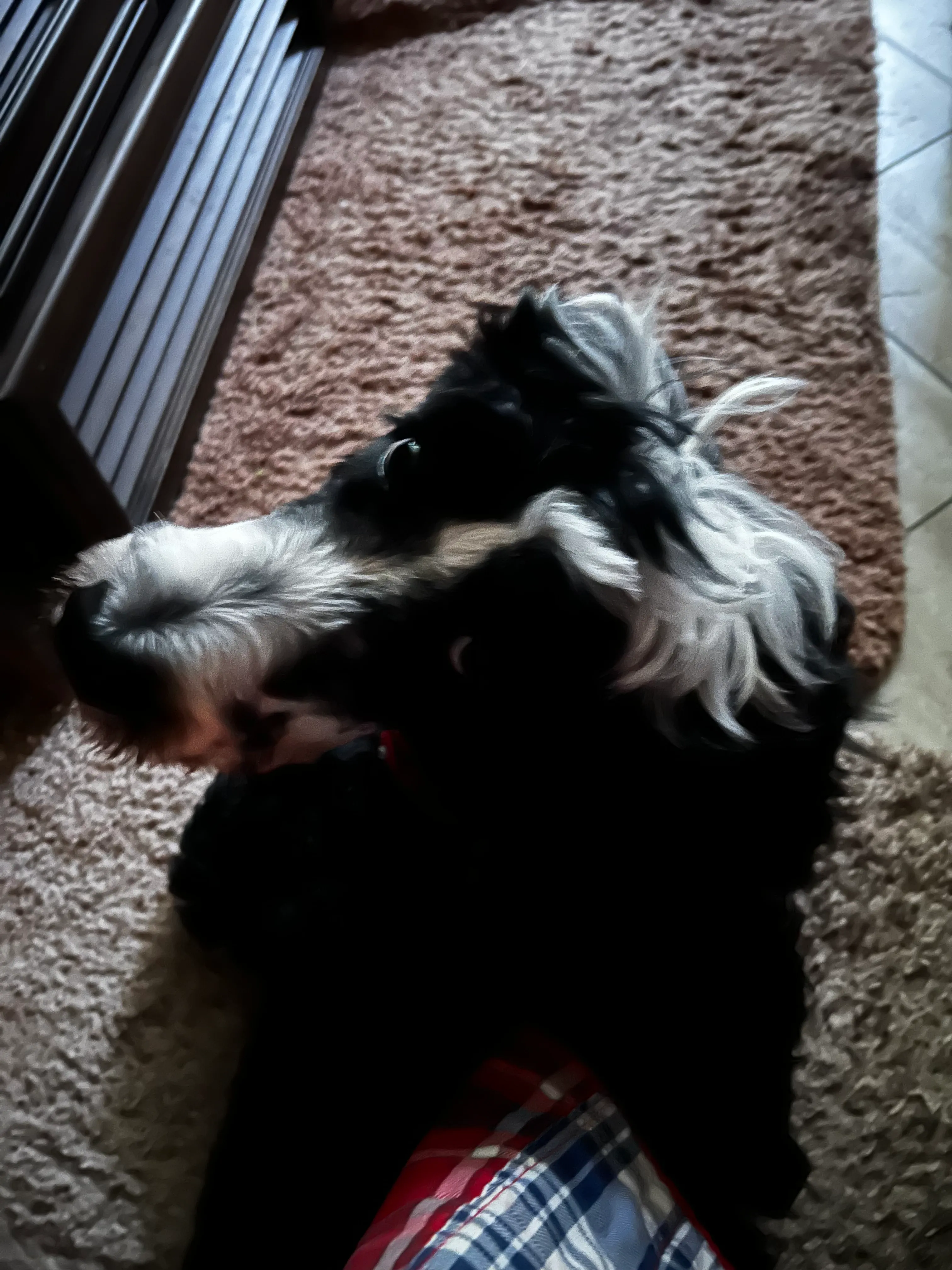 Hey Pandas, Post A Picture Of Your Dog (Or Cat) Who’s Just Too Tired To Get Up!