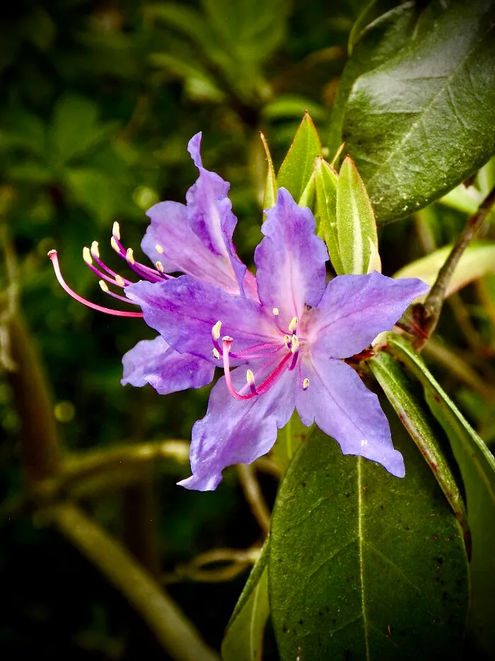 Pretty Purple Rhododendrons