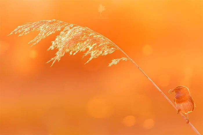 I Managed To Capture 33 Magical Moments Of Birds In Nature