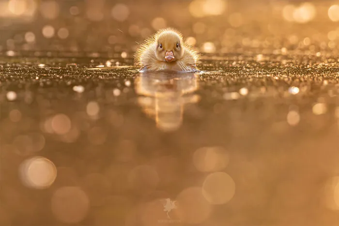 Golden