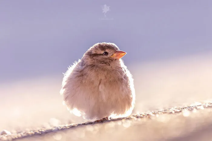 Borb (Bird-Orb)