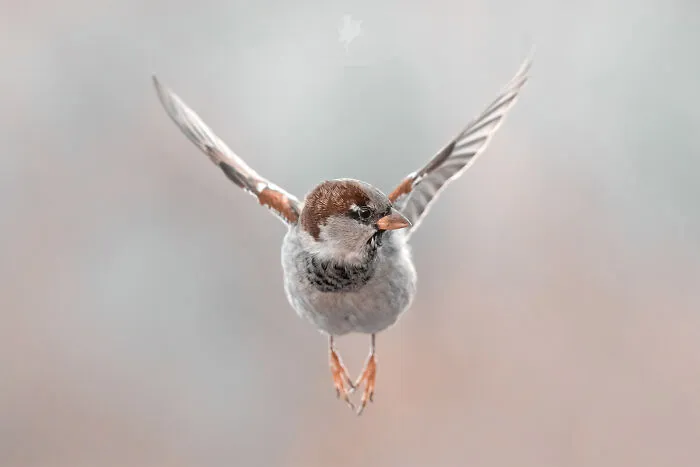 Free As A Bird