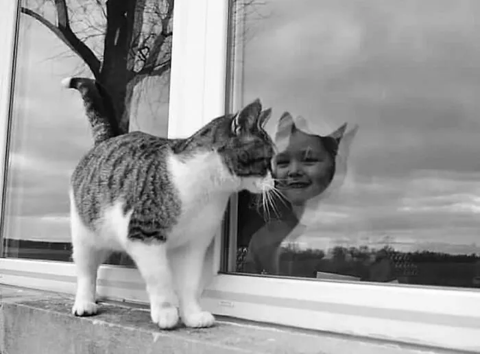 50 Examples Of The Most Amusing And Touching Cat Photos As Shared On This Insta Page