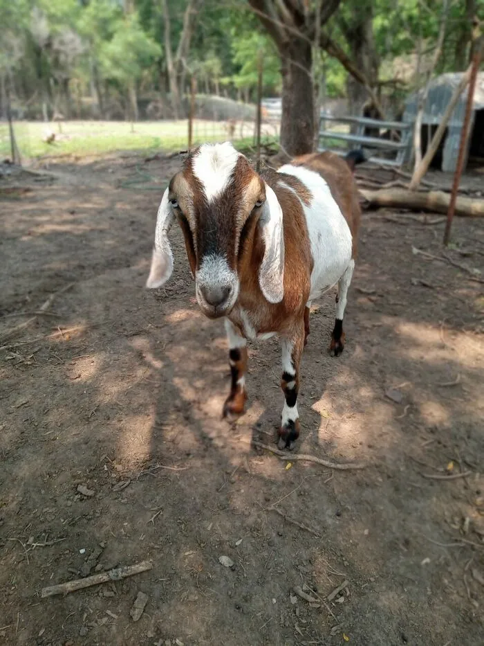 Rescue Goats And Sheep Living Their Best Life (37 Pics)