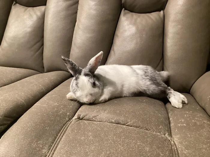 Made Himself At Home