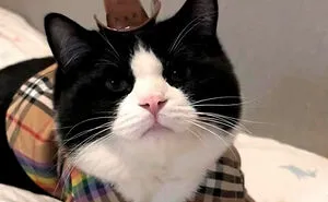 'Kitty Litterposting': 50 Funny Posts And Memes About Cats You May Wish You Could Tag Your Cat In (New Pics)