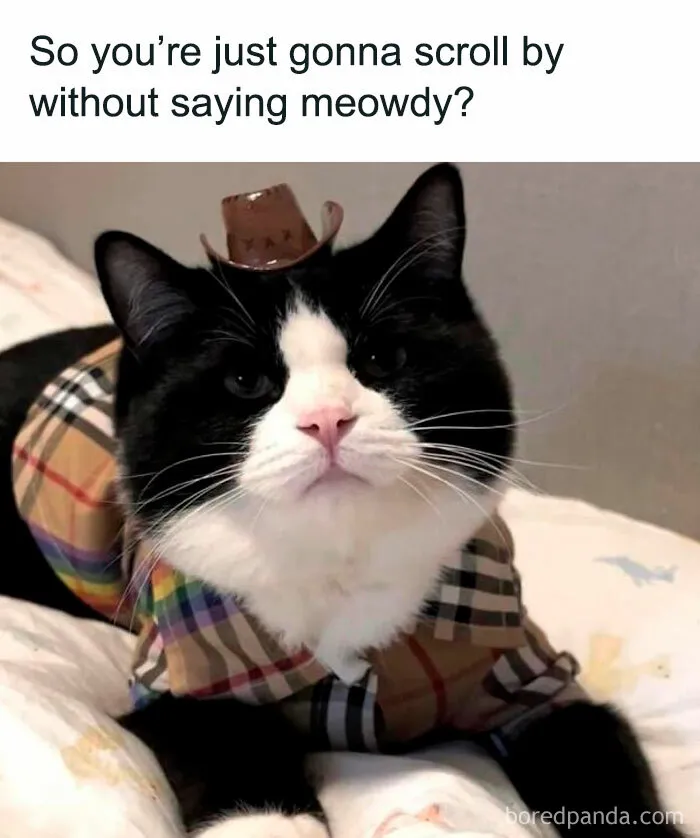 Funny-Kitty-Litterposting-Pictures