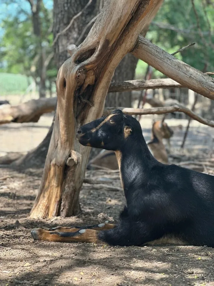 Rescue Goats And Sheep Living Their Best Life (37 Pics)