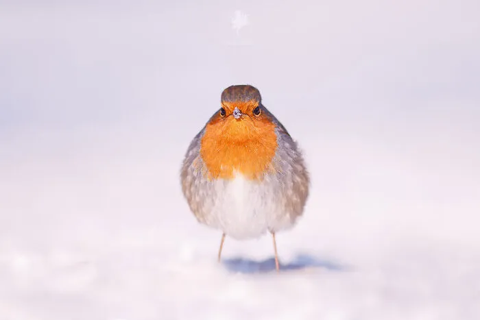 Angry Bird