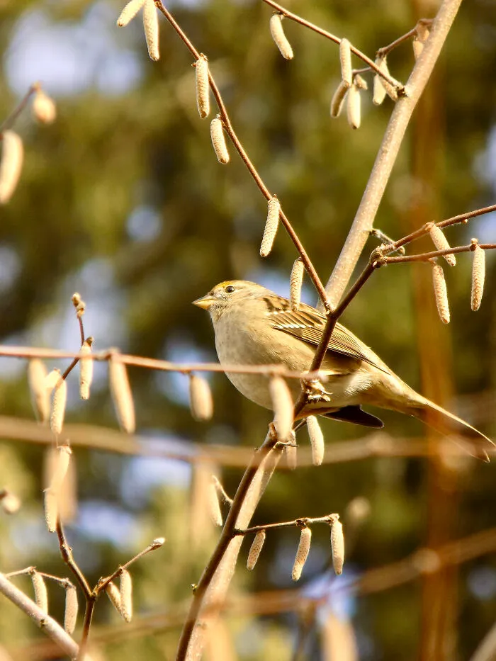 A Golden-Crowned Sparrow Perched On Branch
