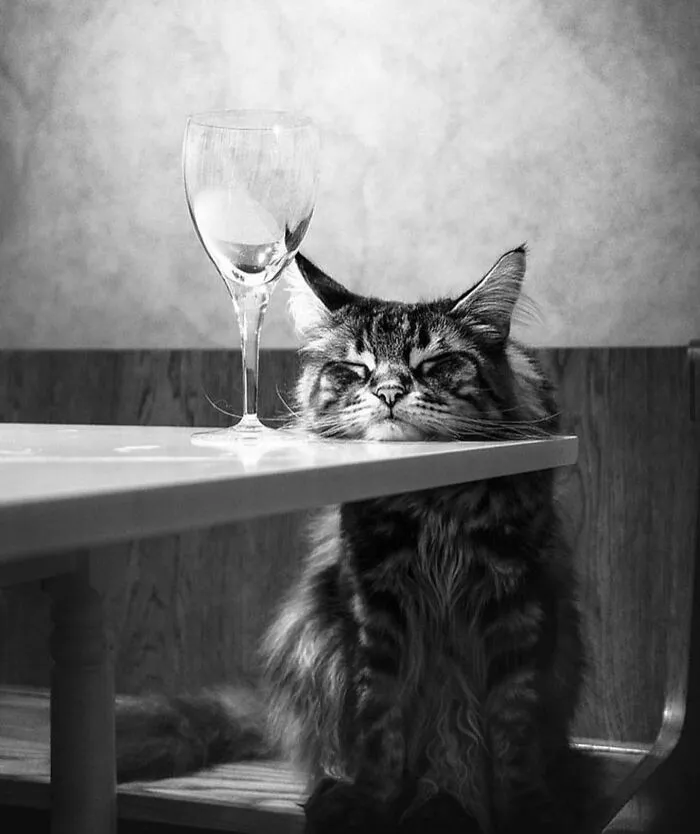 50 Examples Of The Most Amusing And Touching Cat Photos As Shared On This Insta Page