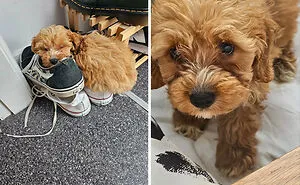 50 Adorable Pets Feeling At Home After Getting Adopted (July Edition)