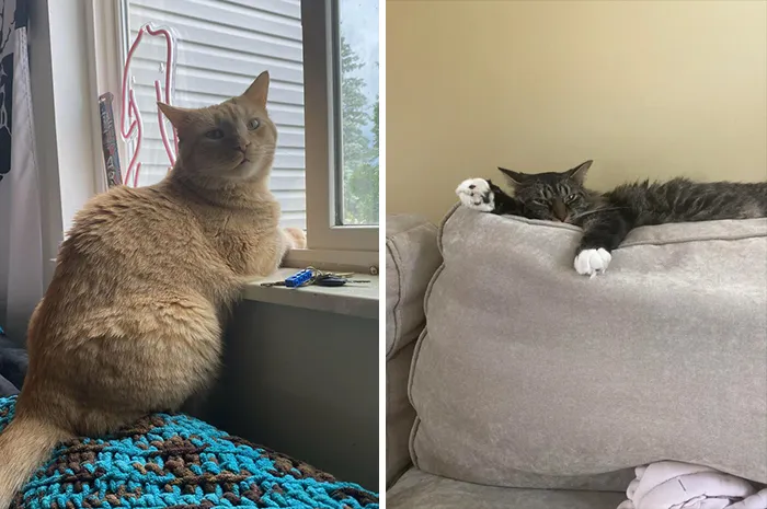 I’ve Wanted A Cat My Whole Life But My Parents Have Always Hated Them. Now That I Have My Own Apartment, I Got Two Of The Idiots