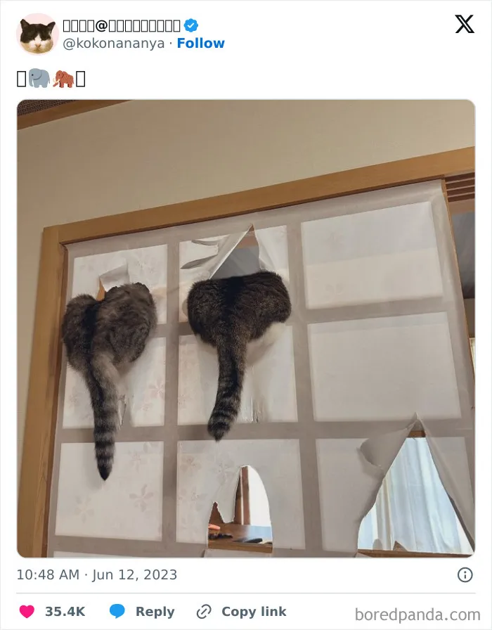 25 Gatos tontorrones compartiendo una sola neurona (nuevas fotos)