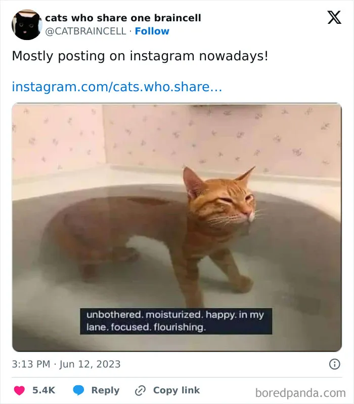 They Share One Braincell: 48 Cats That Don't Seem Very Smart