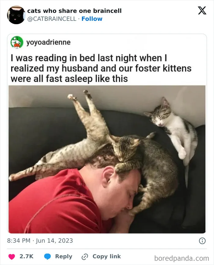 "Cats Who Share One Braincell": 50 Cats That Don't Seem Very Smart (New Pics)