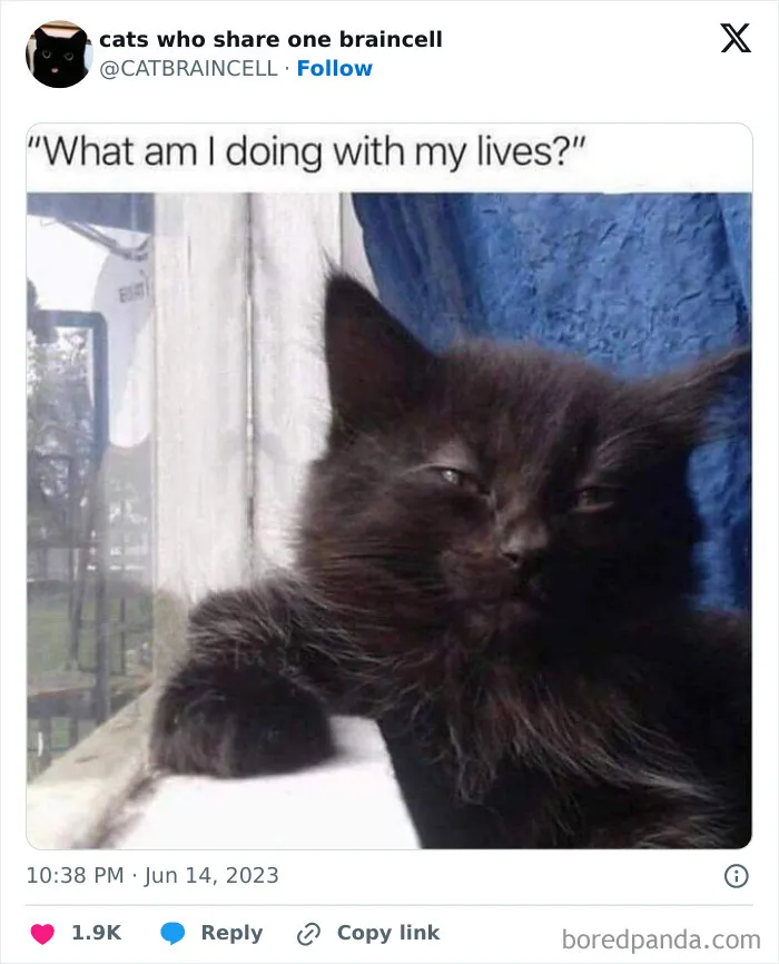 They Share One Braincell: 48 Cats That Don't Seem Very Smart