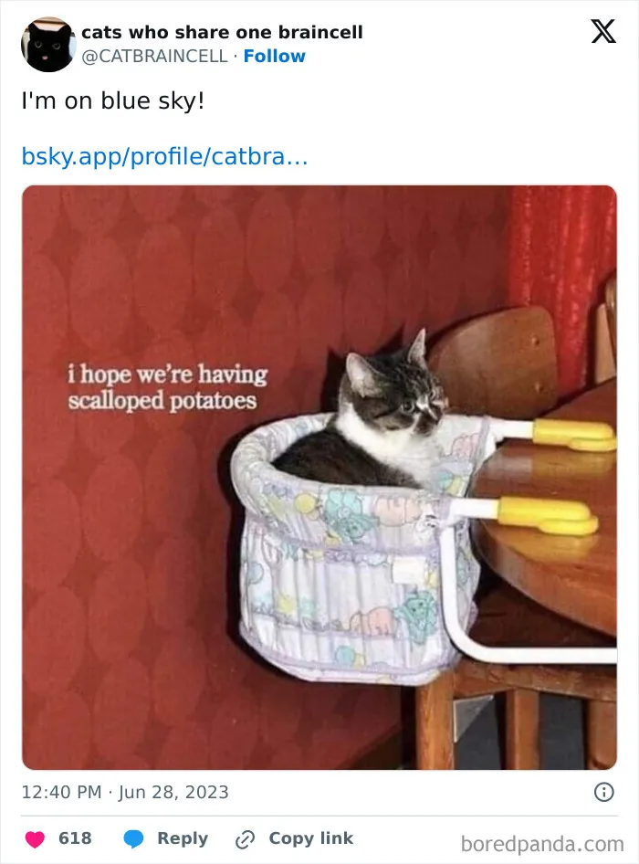 They Share One Braincell: 48 Cats That Don't Seem Very Smart