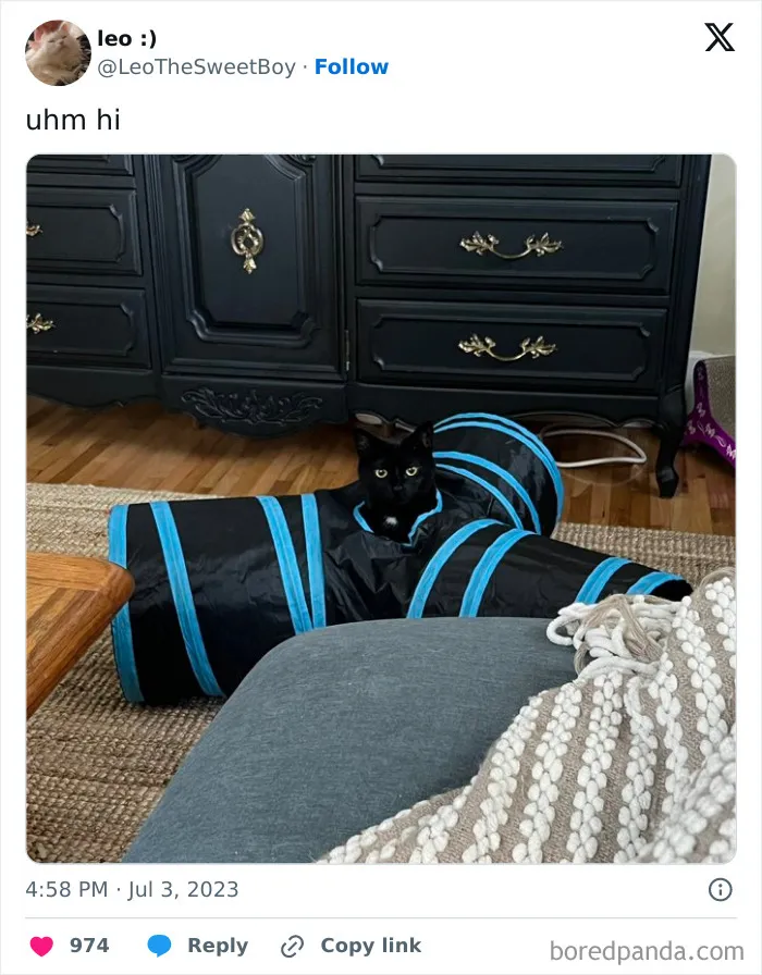 They Share One Braincell: 48 Cats That Don't Seem Very Smart
