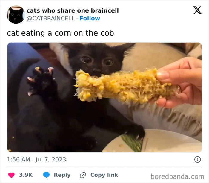They Share One Braincell: 48 Cats That Don't Seem Very Smart