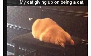 "Cats Who Share One Braincell": 50 Cats That Don't Seem Very Smart (New Pics)