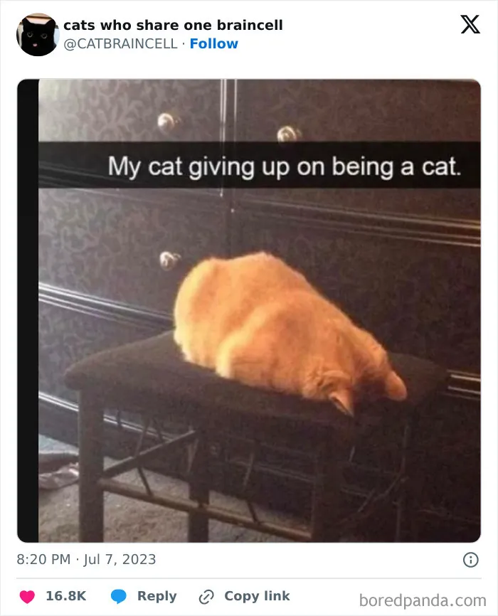 Silly-Cats-Catbraincell