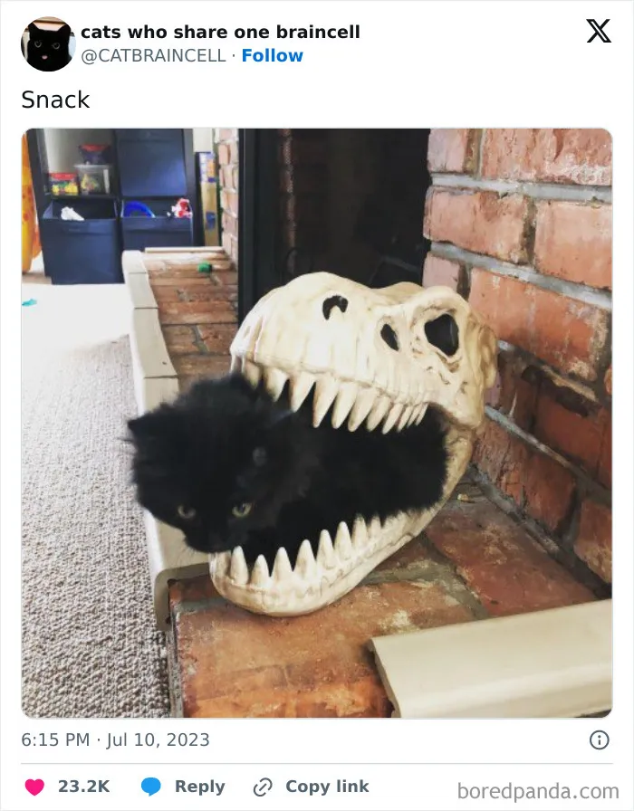 "Cats Who Share One Braincell": 50 Cats That Don't Seem Very Smart (New Pics)