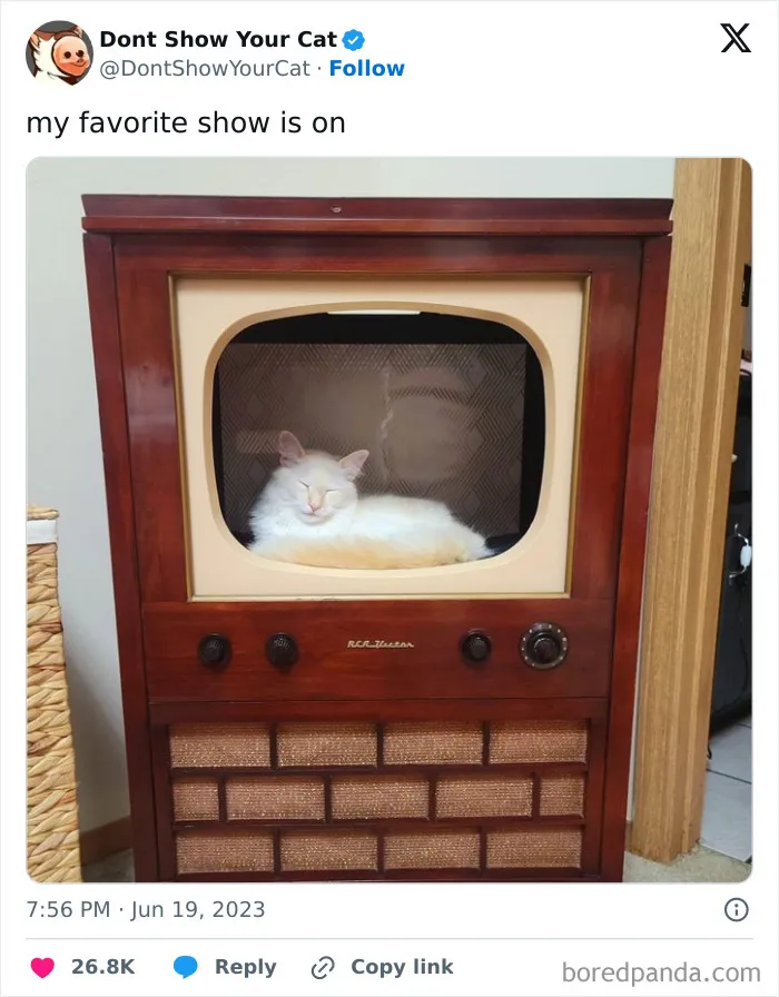 They Share One Braincell: 48 Cats That Don't Seem Very Smart