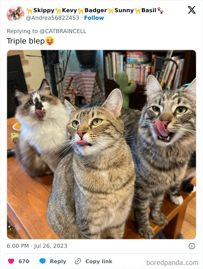25 Gatos tontorrones compartiendo una sola neurona (nuevas fotos)