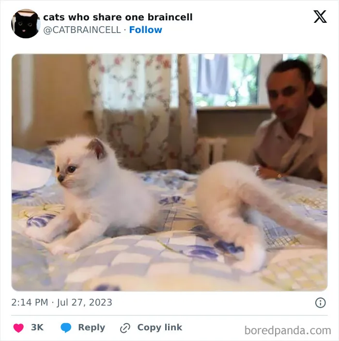 25 Gatos tontorrones compartiendo una sola neurona (nuevas fotos)