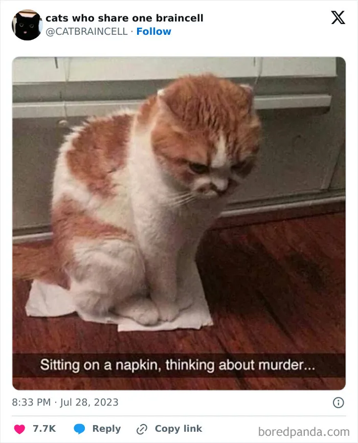 "Cats Who Share One Braincell": 50 Cats That Don't Seem Very Smart (New Pics)