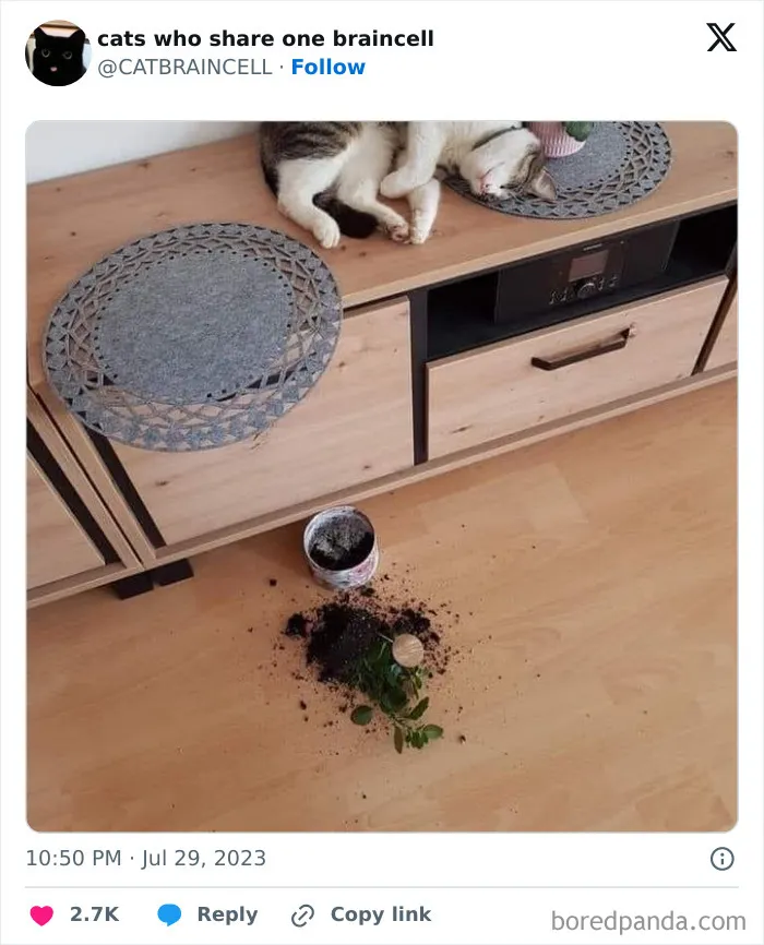 25 Gatos tontorrones compartiendo una sola neurona (nuevas fotos)