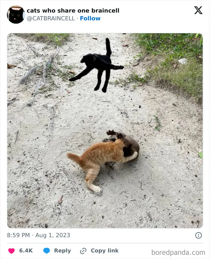25 Gatos tontorrones compartiendo una sola neurona (nuevas fotos)