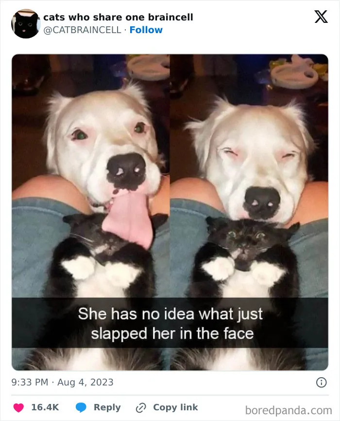 "Cats Who Share One Braincell": 50 Cats That Don't Seem Very Smart (New Pics)