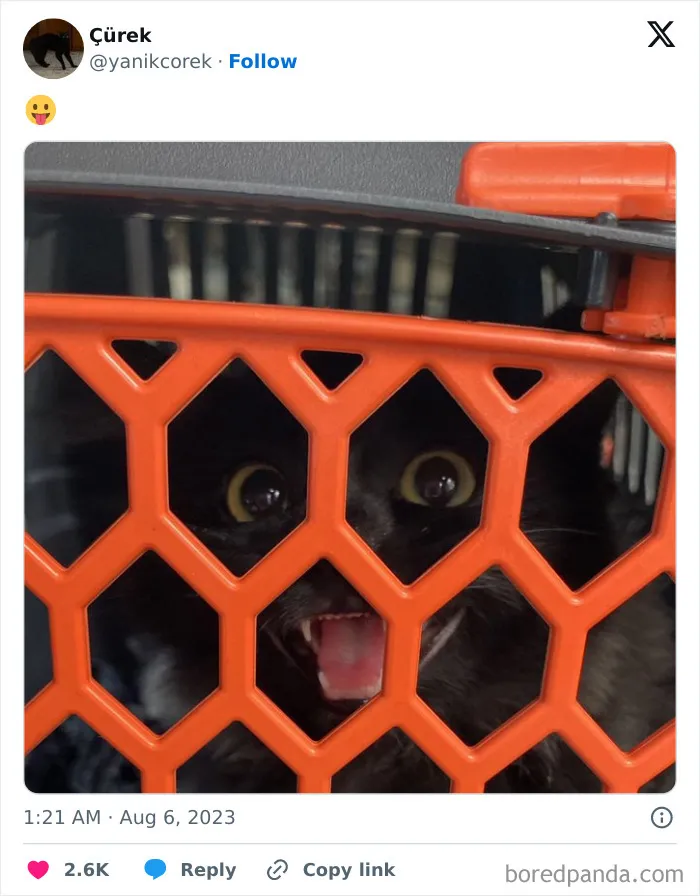 25 Gatos tontorrones compartiendo una sola neurona (nuevas fotos)