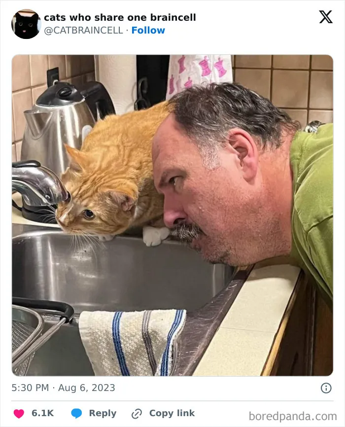 "Cats Who Share One Braincell": 50 Cats That Don't Seem Very Smart (New Pics)