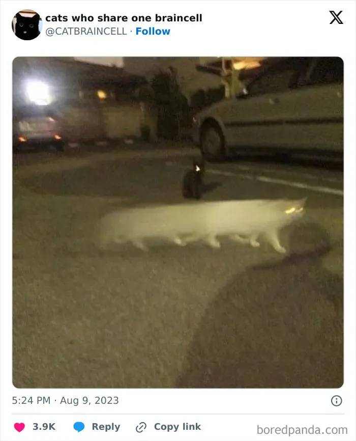 25 Gatos tontorrones compartiendo una sola neurona (nuevas fotos)