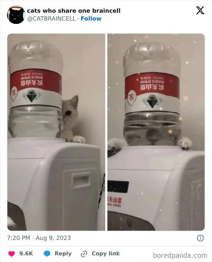 "Cats Who Share One Braincell": 50 Cats That Don't Seem Very Smart (New Pics)