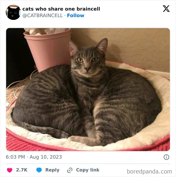 25 Gatos tontorrones compartiendo una sola neurona (nuevas fotos)