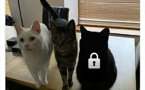 "Cats Who Share One Braincell": 50 Cats That Don't Seem Very Smart (New Pics)